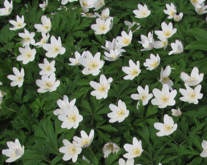 Anemone nemorosa 'Leeds Variety' 